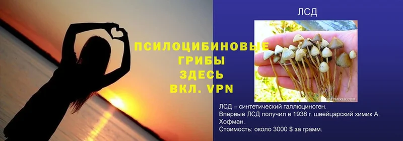 Галлюциногенные грибы GOLDEN TEACHER  где купить   ссылка на мегу ССЫЛКА  Юрьев-Польский 